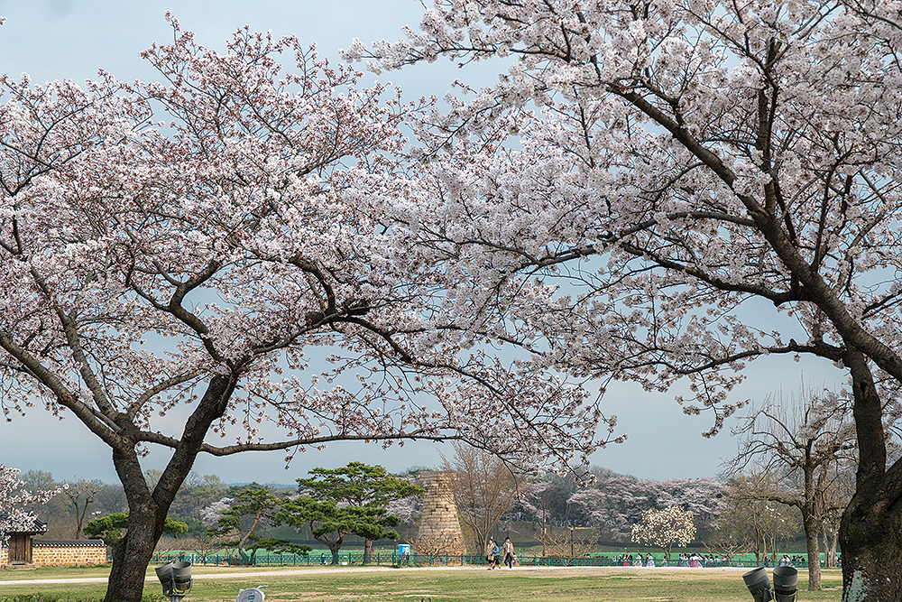 사진명소로 유명한 첨성대의 벚꽃 전경.